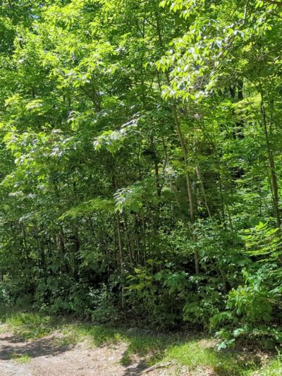 Taconic Hereford Multiple Use Area - Pleasant Valley, NY