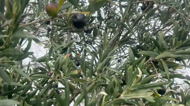 Plymouth Veterans Park - Plymouth, CA