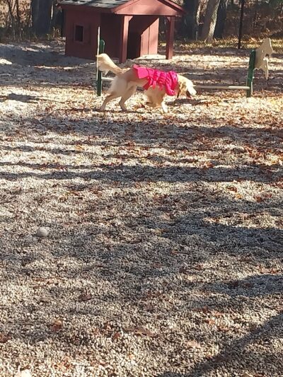 Deer Pond Dog Park - Plymouth, MA