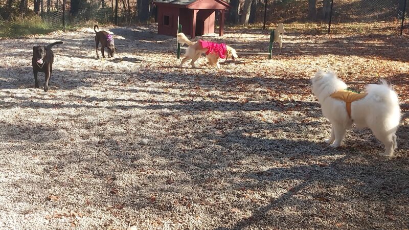 Deer Pond Dog Park - Plymouth, MA
