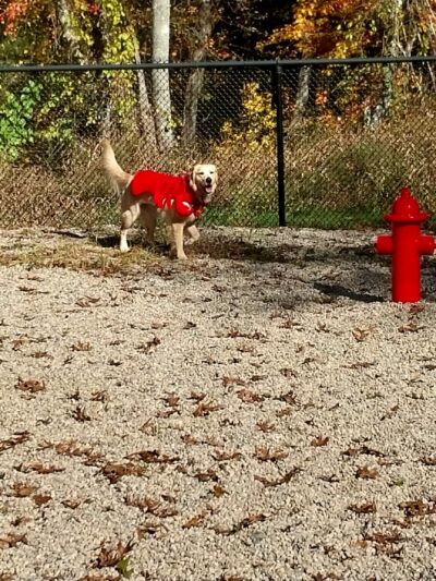 Deer Pond Dog Park - Plymouth, MA