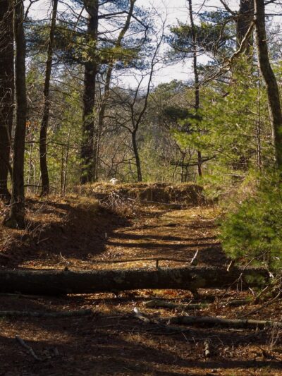 Little Island Pond - Plymouth, MA