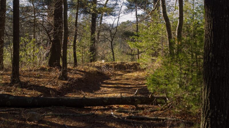 Little Island Pond - Plymouth, MA