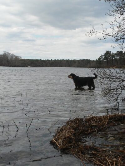 Little Island Pond - Plymouth, MA