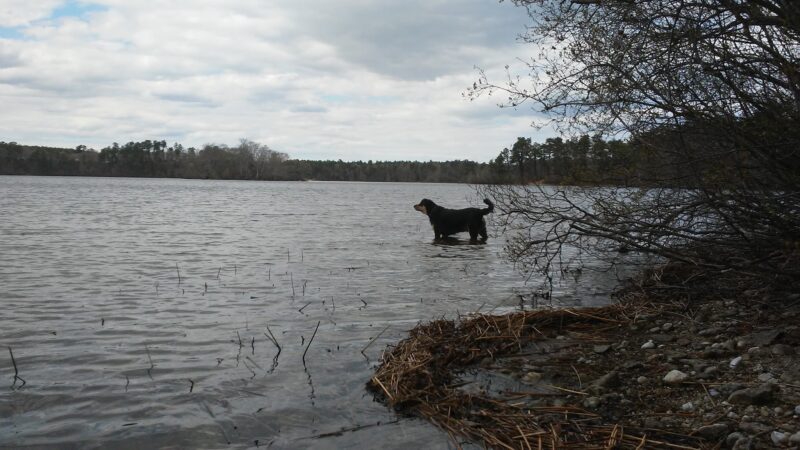 Little Island Pond - Plymouth, MA