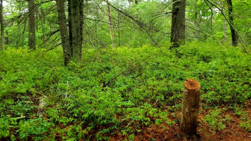 West Plymouth Recreation Area Park - Plymouth, MA