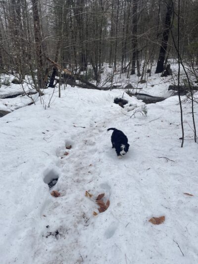 Fauver Link Trail - Plymouth, NH
