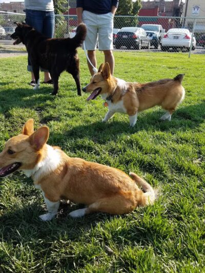 Old Town Bark Park - Pocatello, ID