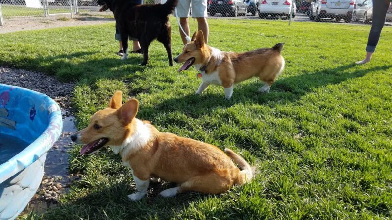 Old Town Bark Park - Pocatello, ID