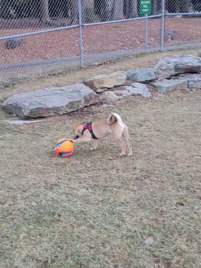 Blanche D. Price Memorial Park - Pocono Pines, PA
