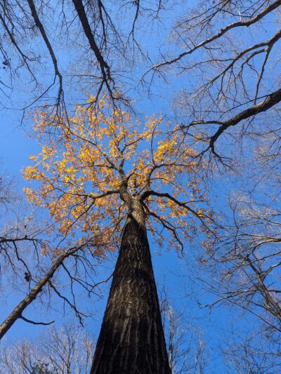 Learn Road Park - Pocono Township, PA