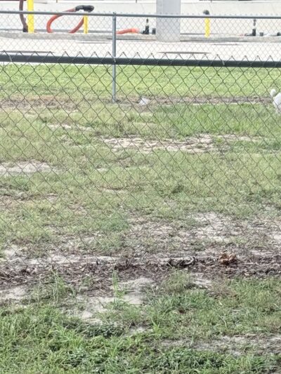 Dog Park at Love's Travel Stops - Polk City, FL