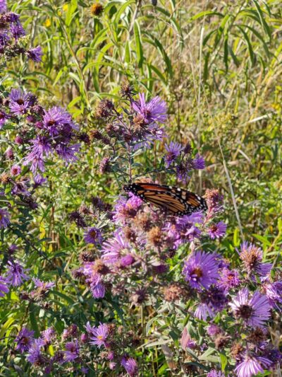 Red Feather Prairie - Polk City, IA