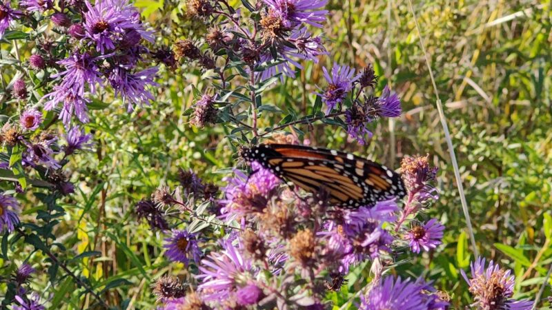 Red Feather Prairie - Polk City, IA