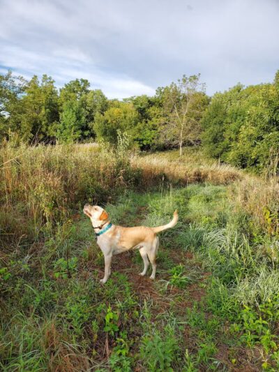 Red Feather Prairie - Polk City, IA