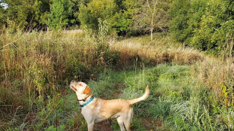 Red Feather Prairie - Polk City, IA
