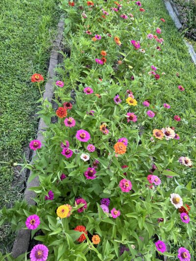 Saylorville Lake Butterfly Garden - Polk City, IA