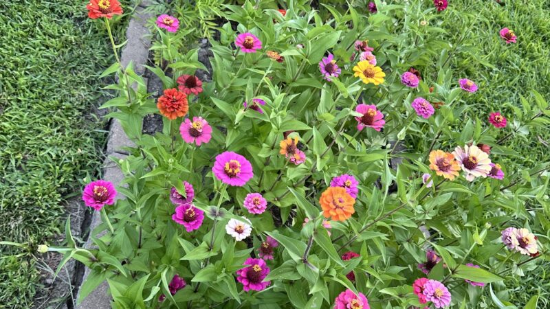 Saylorville Lake Butterfly Garden - Polk City, IA