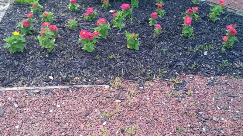 Saylorville Lake Butterfly Garden - Polk City, IA