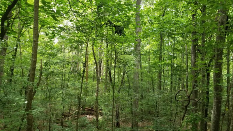 Peak To Prosperity Passage of the Palmetto Trail - Pomaria, SC
