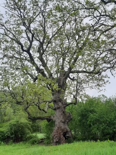 Hiking Trail - Pomfret Center, CT