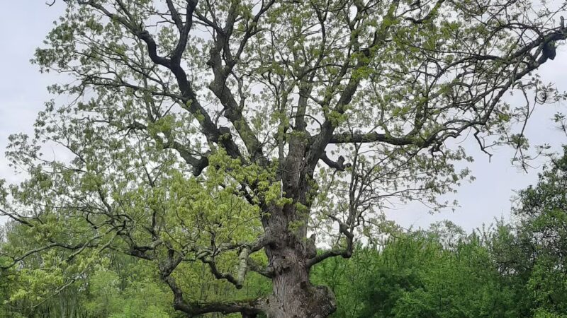 Hiking Trail - Pomfret Center, CT