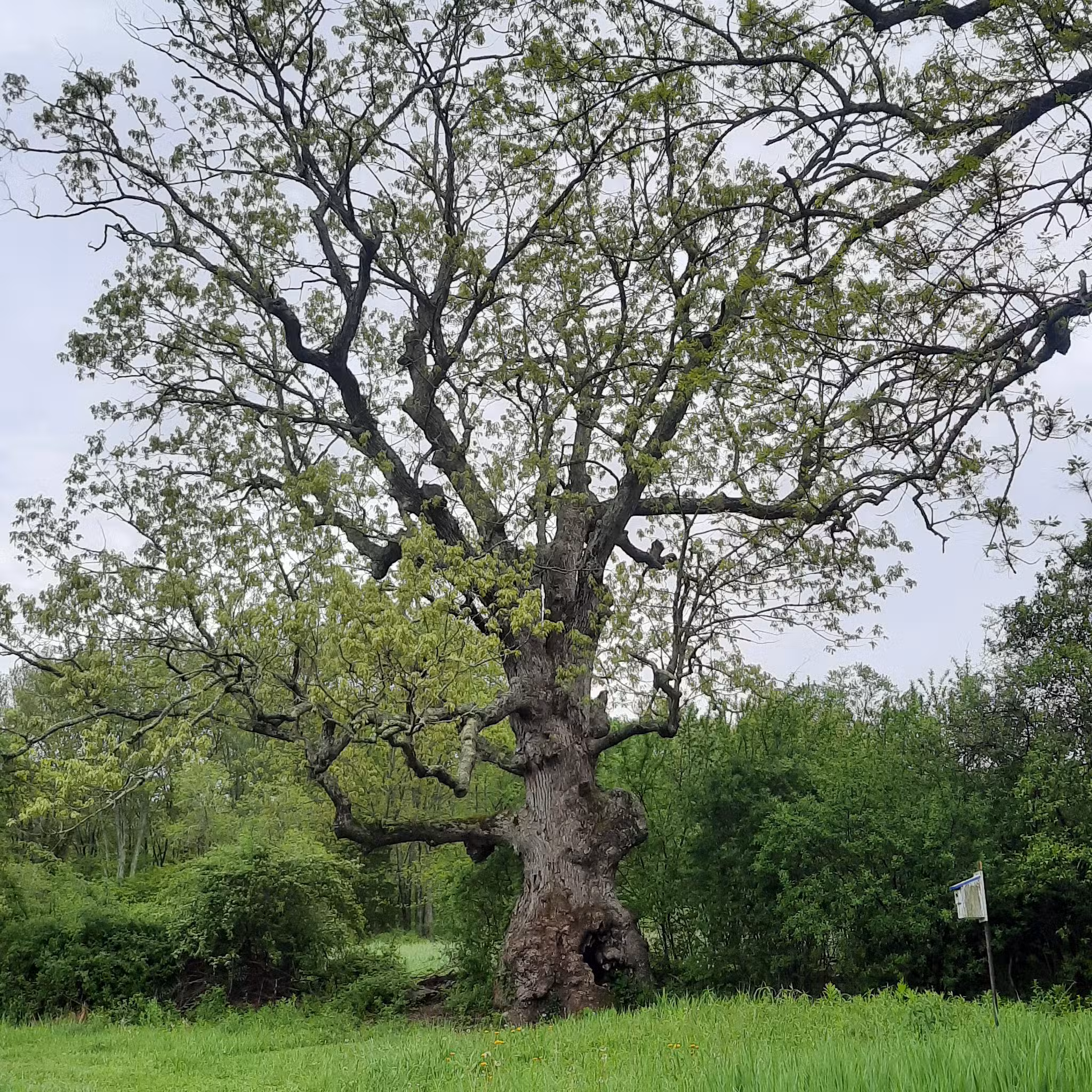 Hiking Trail - Pomfret Center, CT