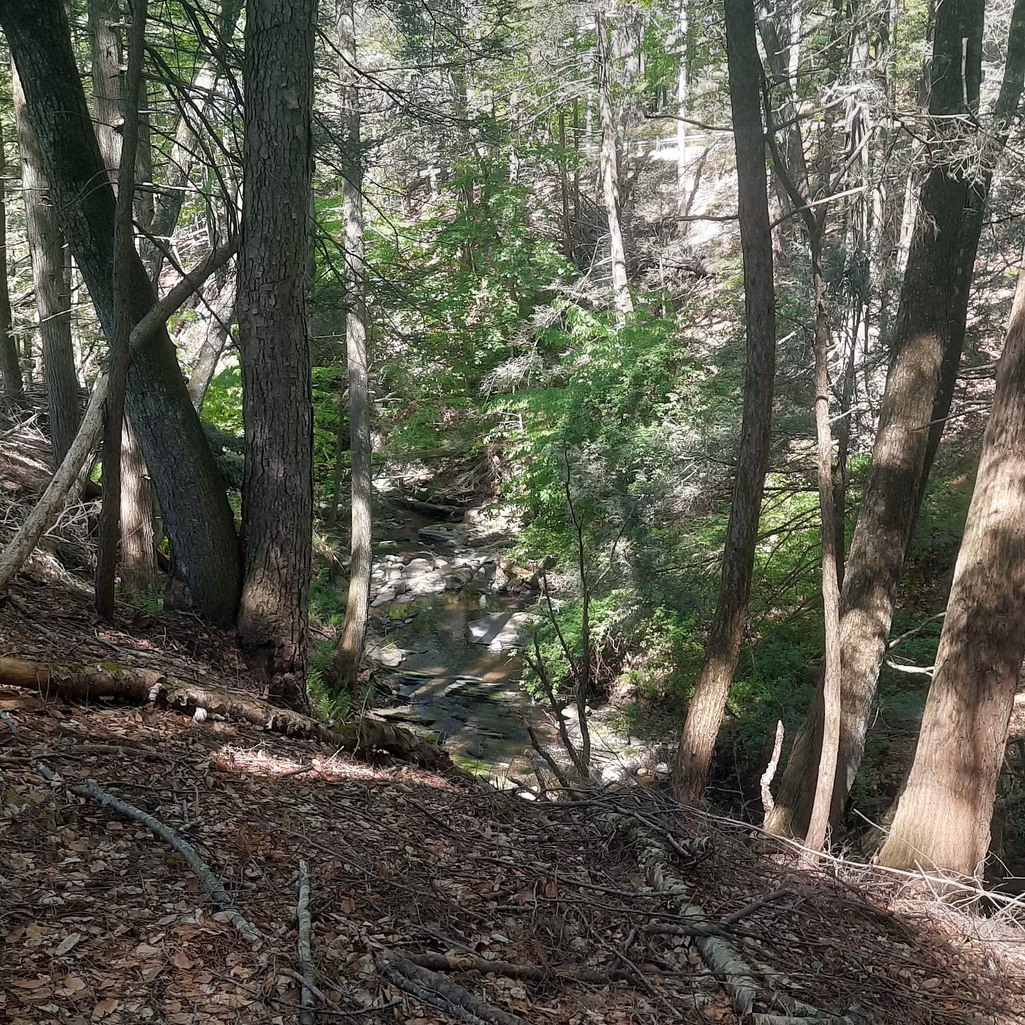 Hiking Trail - Pomfret Center, CT