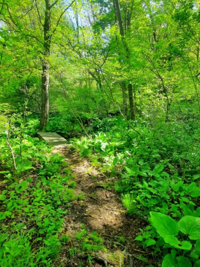 Hiking Trail - Pomfret Center, CT