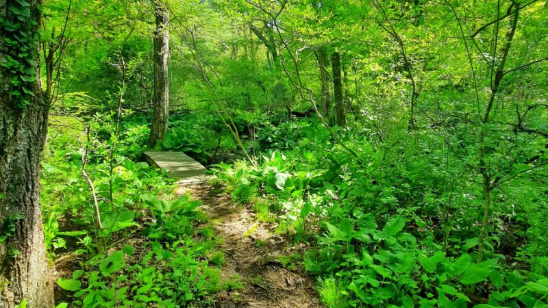 Hiking Trail - Pomfret Center, CT