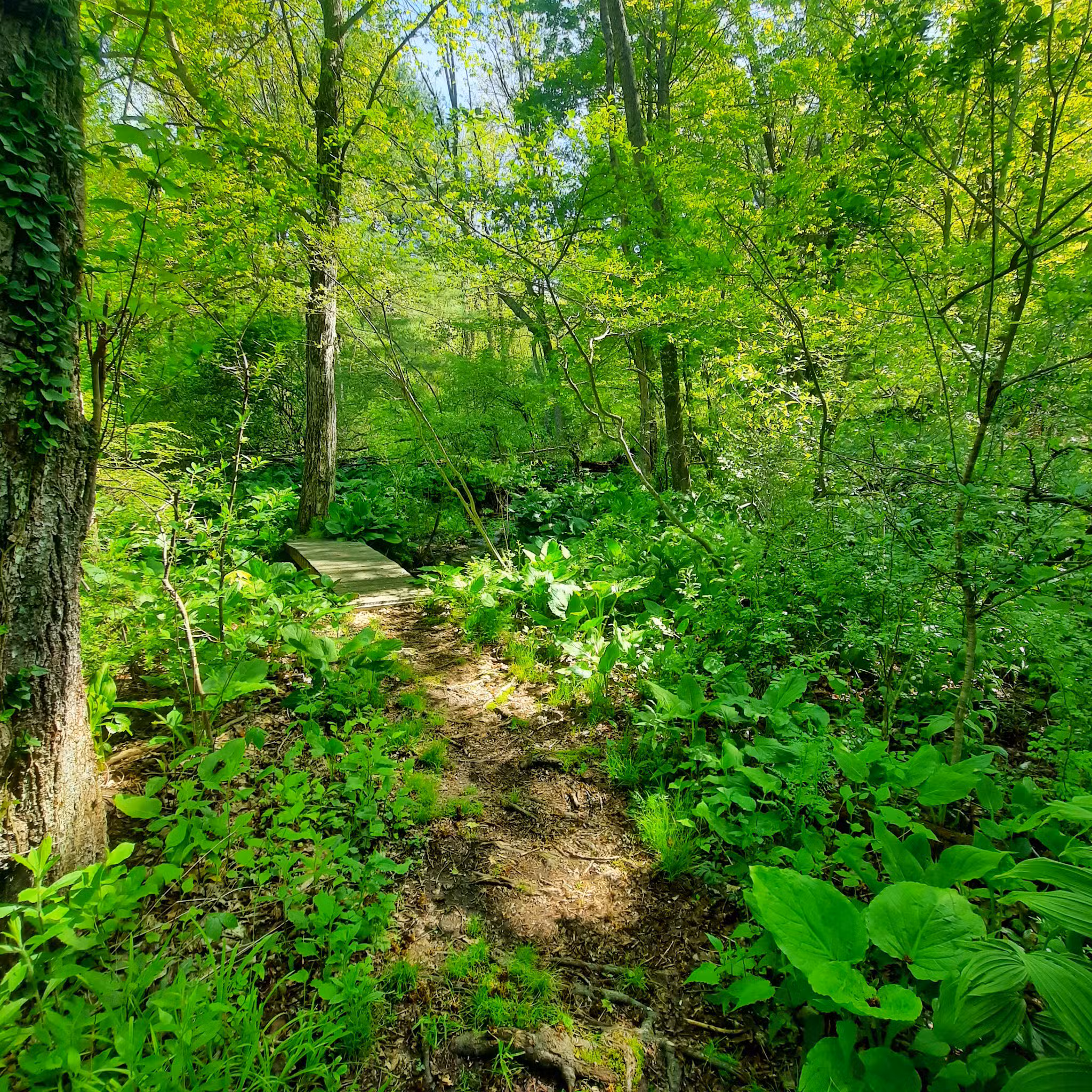 Hiking Trail - Pomfret Center, CT
