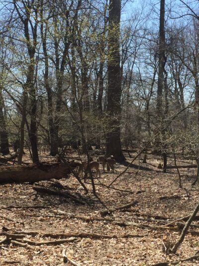 POMPTON LAKES PARK 2 - Pompton Lakes, NJ