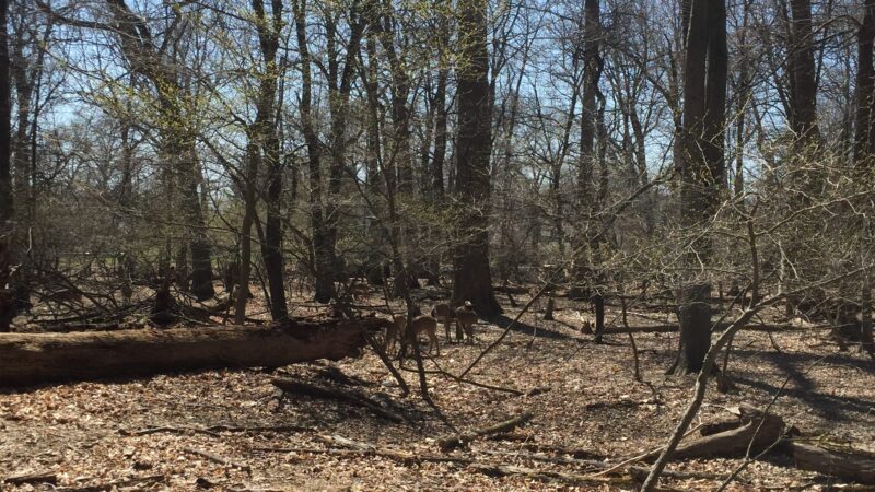 POMPTON LAKES PARK 2 - Pompton Lakes, NJ