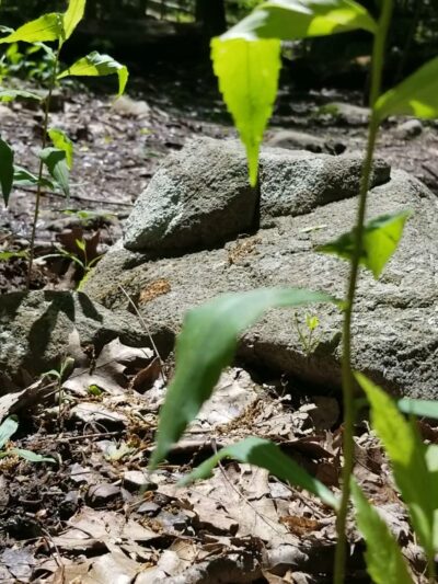 Mountainside Park - Pompton Plains, NJ