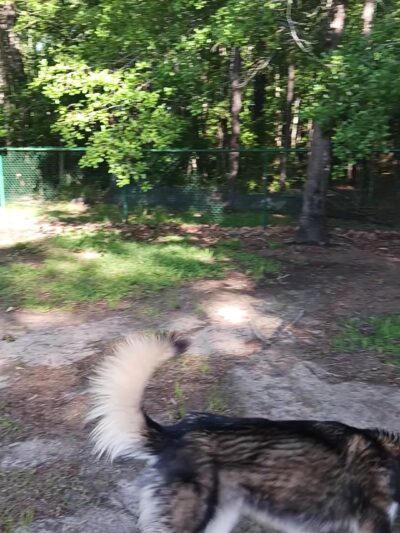 Easthaven dog park - Pooler, GA