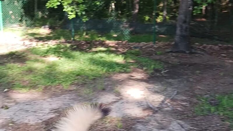 Easthaven dog park - Pooler, GA