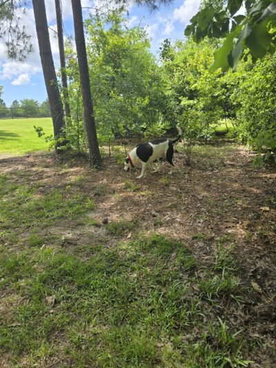 Easthaven dog park - Pooler, GA