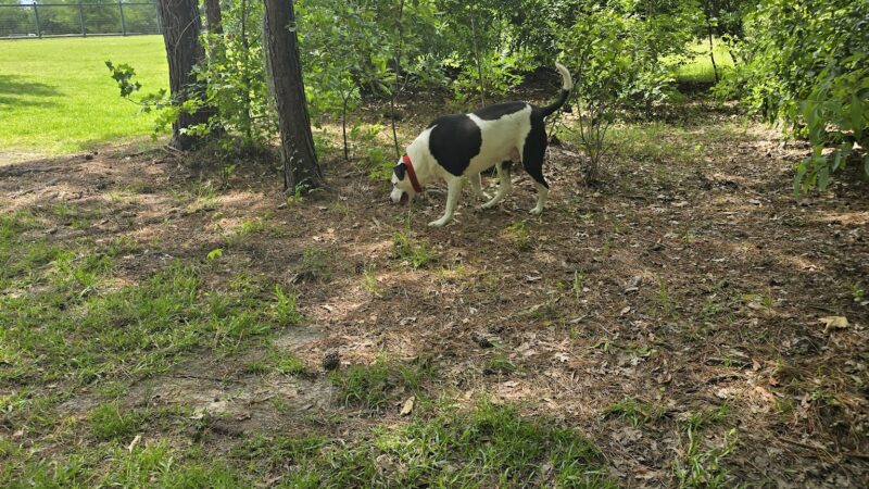 Easthaven dog park - Pooler, GA