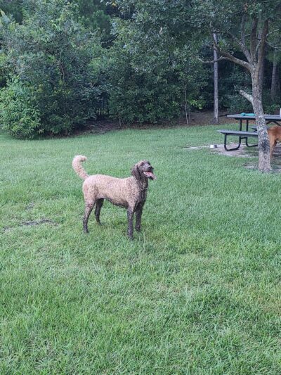 Easthaven dog park - Pooler, GA