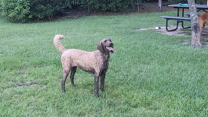 Easthaven dog park - Pooler, GA