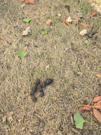 Poos the Boss Algonquin Dog Waste Removal Service - ,