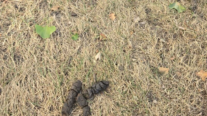 Poos the Boss Algonquin Dog Waste Removal Service - ,