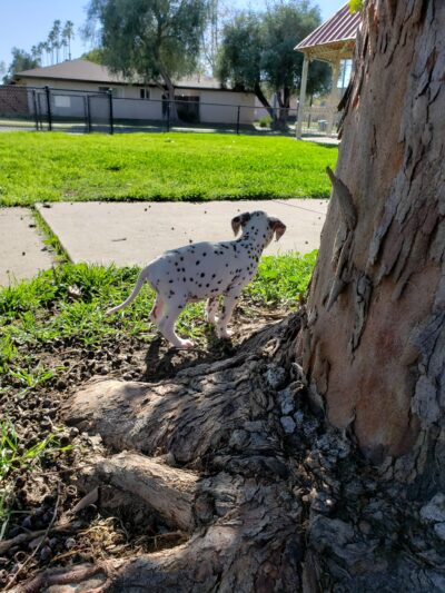 Port Hueneme Naval Base Dog Park - Port Hueneme, CA