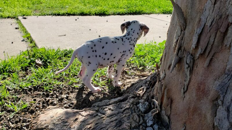 Port Hueneme Naval Base Dog Park - Port Hueneme, CA
