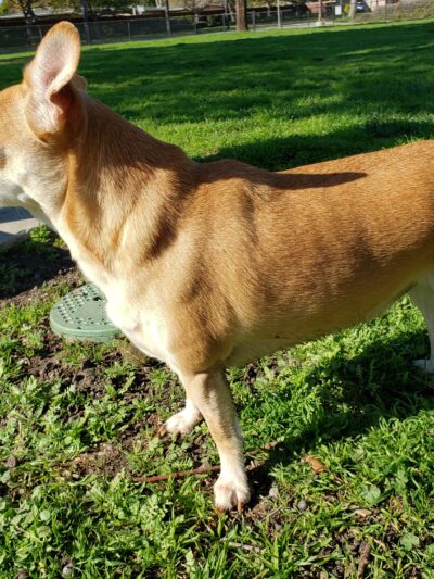 Port Hueneme Naval Base Dog Park - Port Hueneme, CA