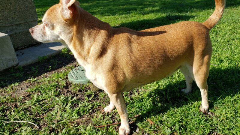 Port Hueneme Naval Base Dog Park - Port Hueneme, CA