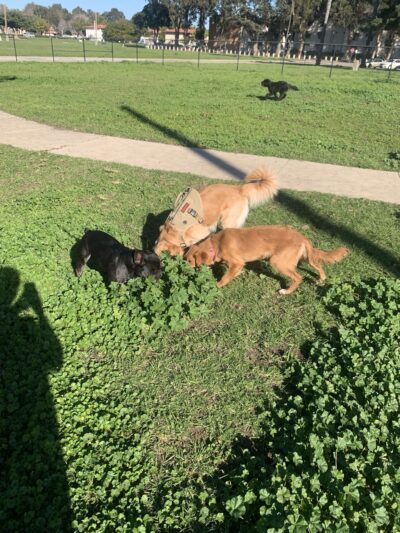 Port Hueneme Naval Base Dog Park - Port Hueneme, CA