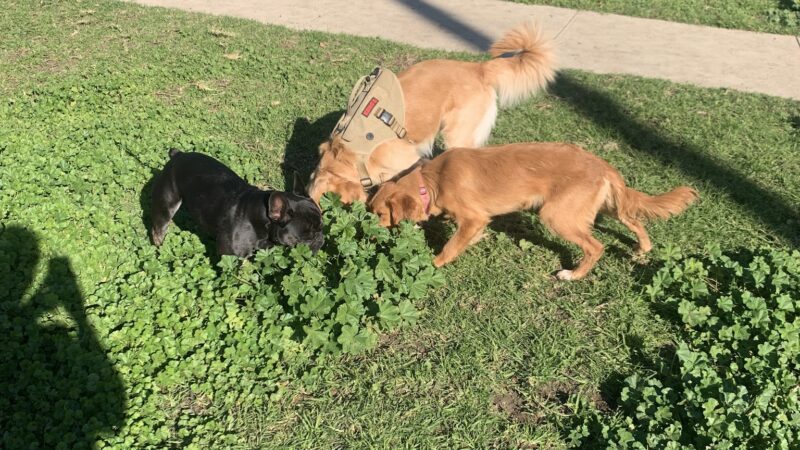 Port Hueneme Naval Base Dog Park - Port Hueneme, CA