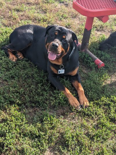 Fritz Port Dog Park - Portage, WI