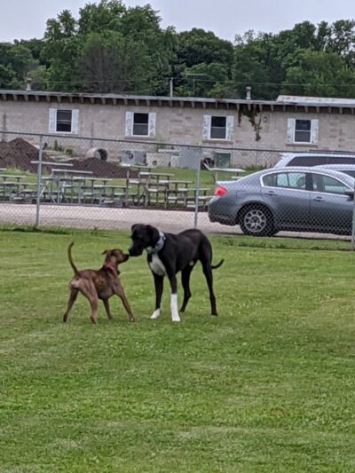 Fritz Port Dog Park - Portage, WI